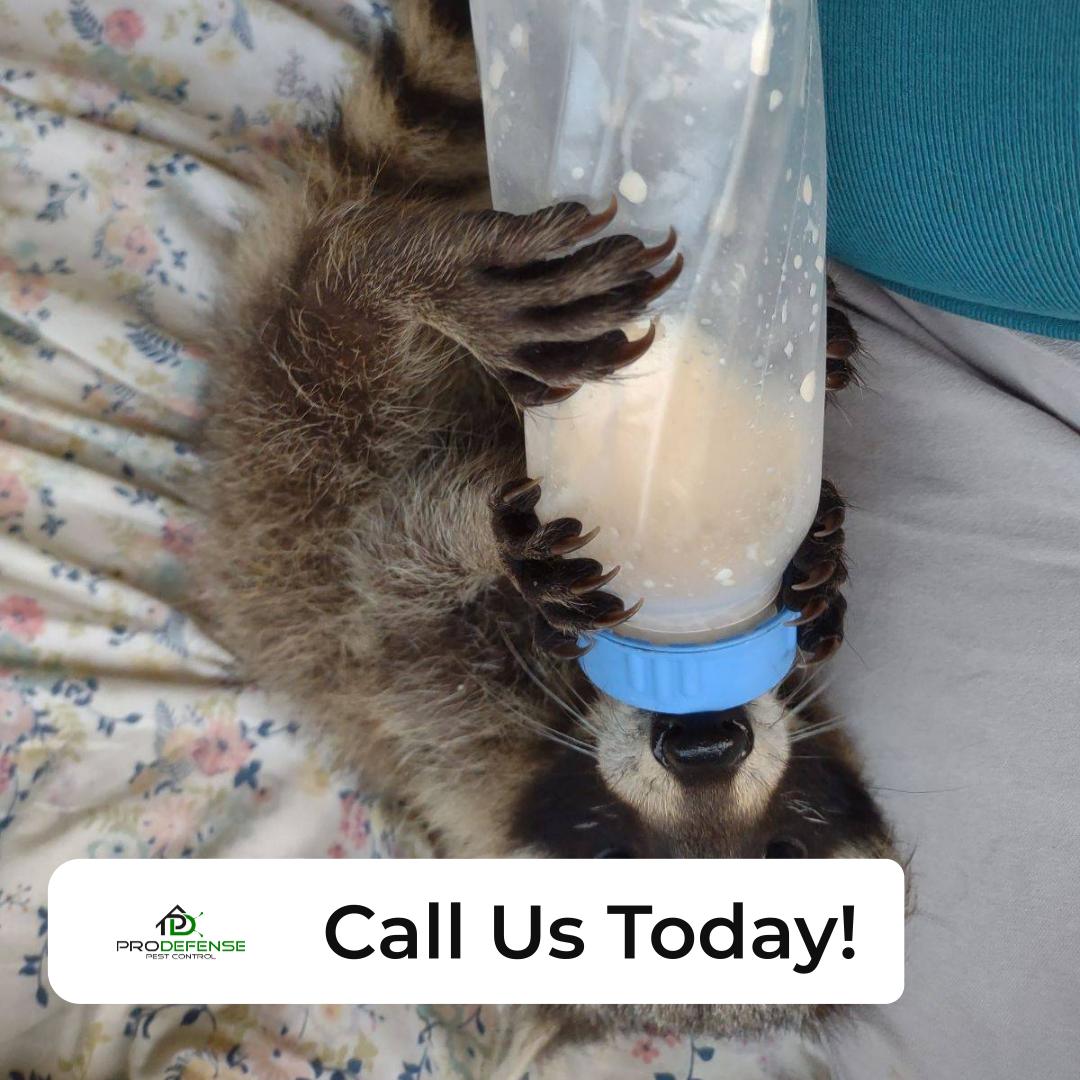 Spider Control Service